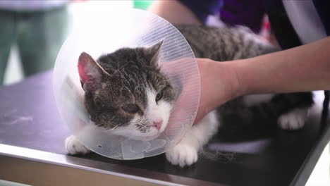 Cat-held-on-the-table-at-the-vet,-wearing-a-neck-collar