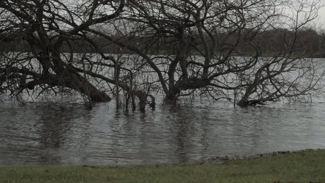 Albero in un lago allagato dopo forti piogge e tempeste