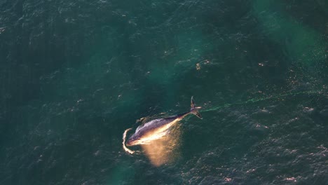 breaching whale dragging a tangled rope on its tail