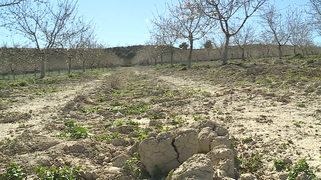 Fruit Orchard in Spring