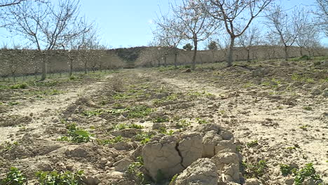 fruit orchard in spring