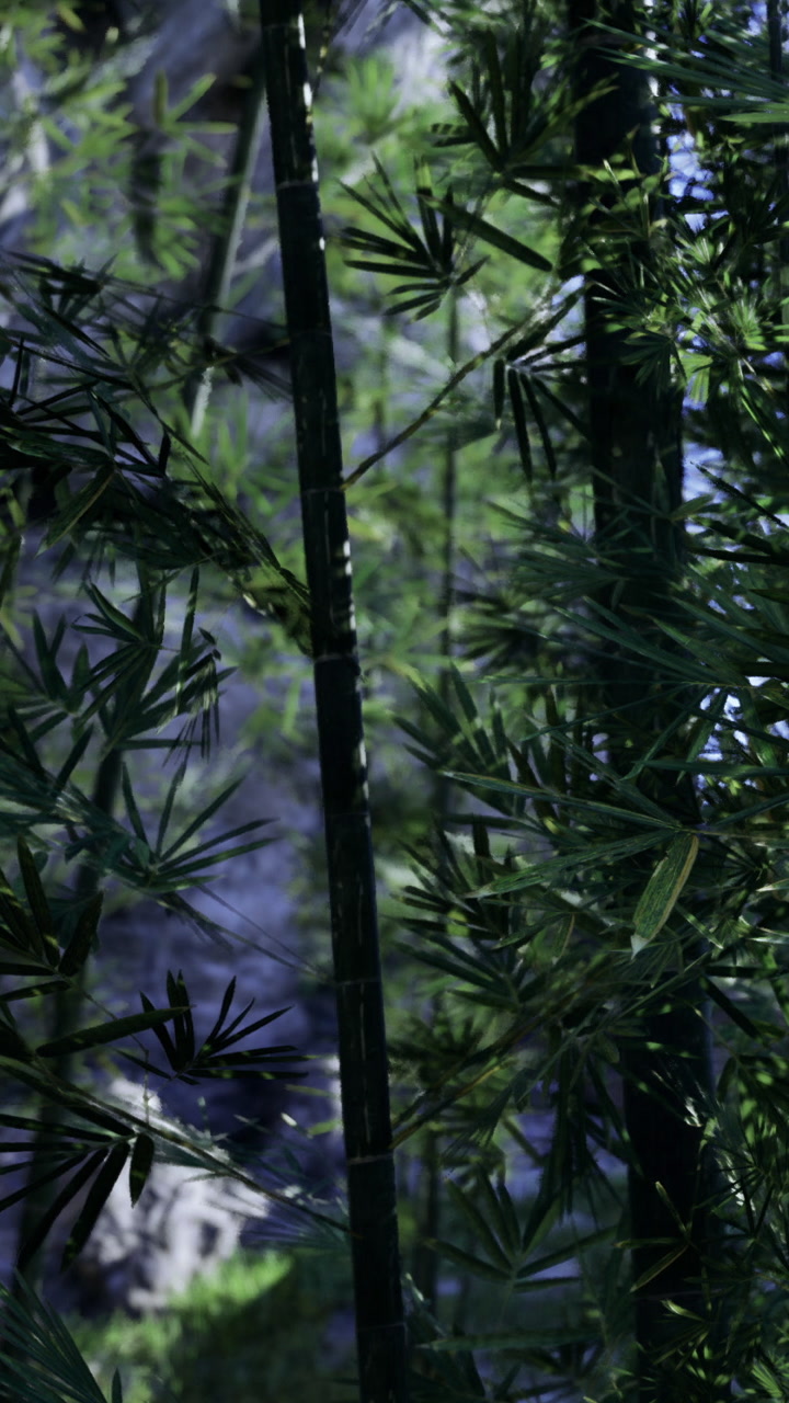 Bamboo forest with green leaves and sunlight shining through trees