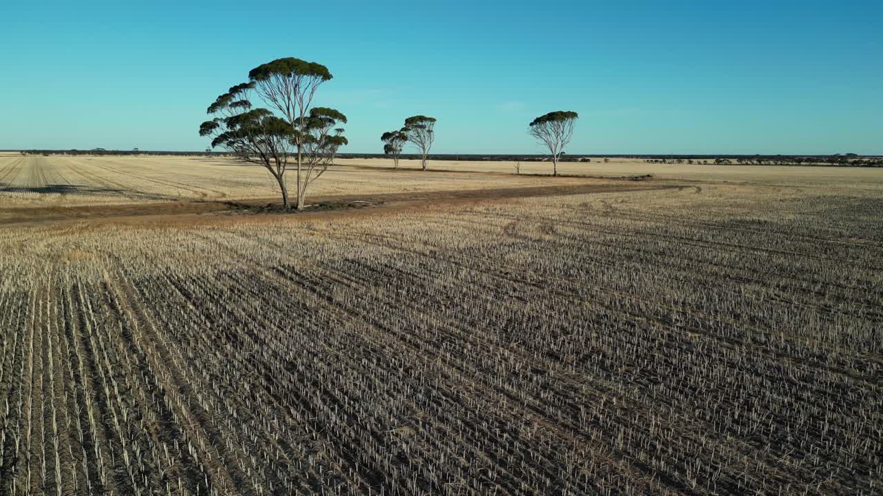 Fresh harvested wheat field in late summer season