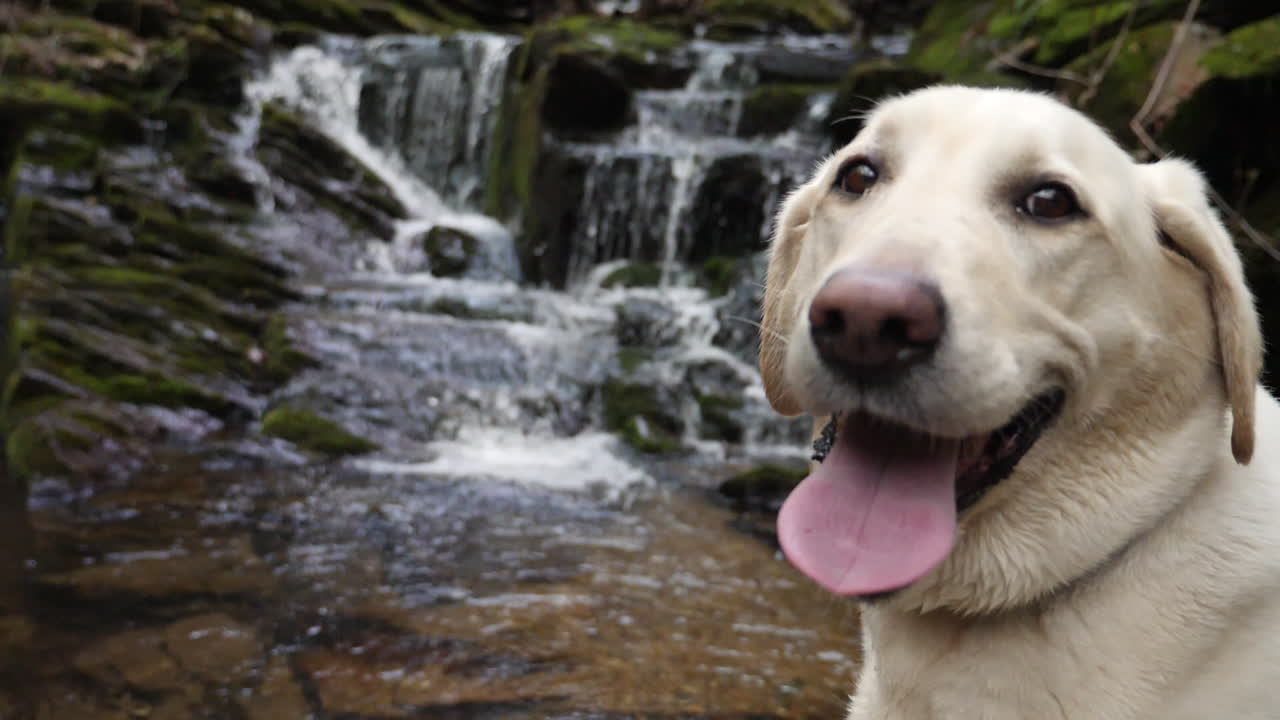 백색 실험실과 폭포가 느린 동작으로 배경에서 흐르고 있습니다.
