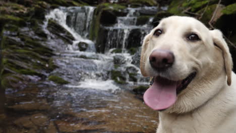 white lab with waterfall flowing in background in slow motion