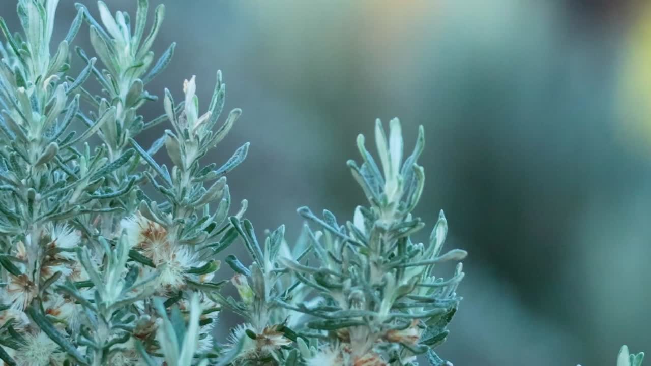 Detailed view of a green shrub with fine leaves against a softly blurred backdrop.