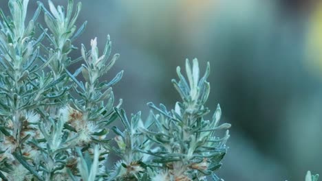 detailed view of a green shrub with fine leaves against a softly blurred backdrop.