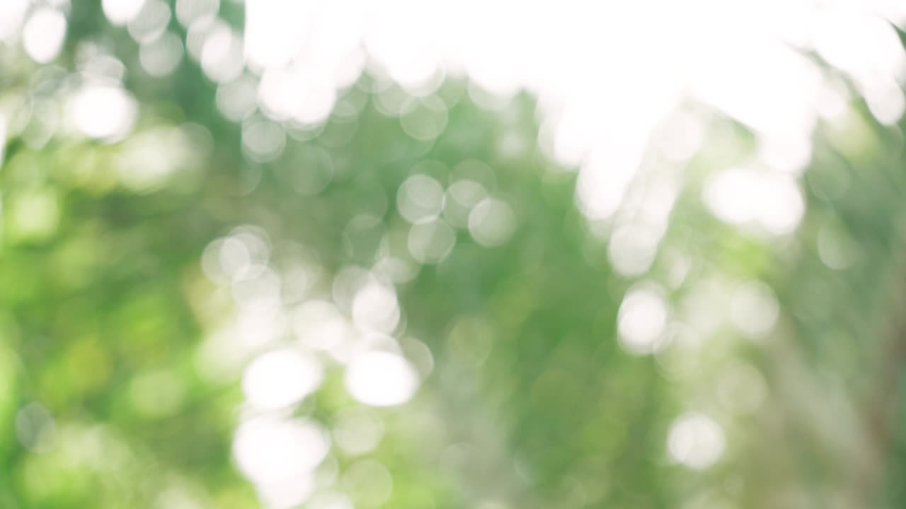 보케 추상 나무 배경