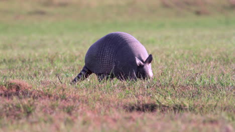 Nine-banded-armadillo-short-grass-foraging-in-lake-edge-at-Barba-Azul-Nature-Reserve,-Beni