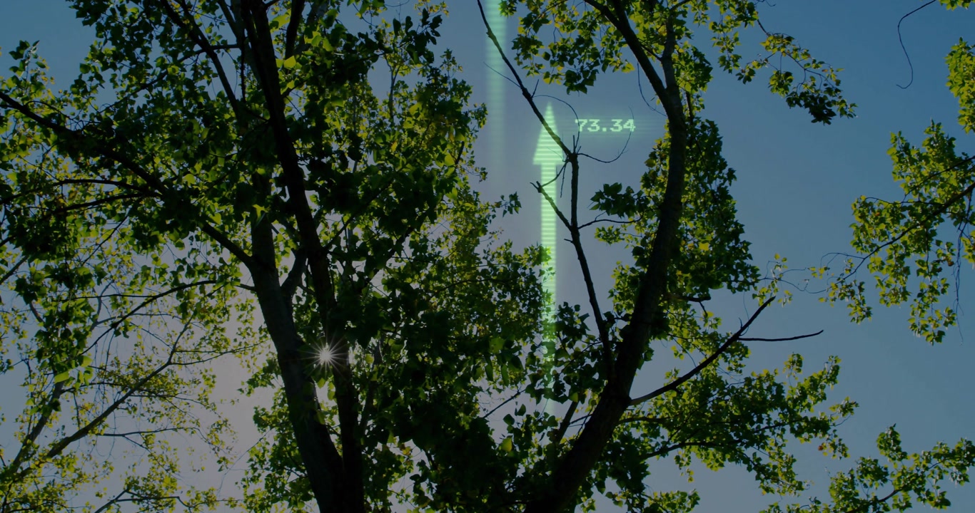Digital HUD initiating scanning tree canopy in environmental monitoring with sunlight emerging
