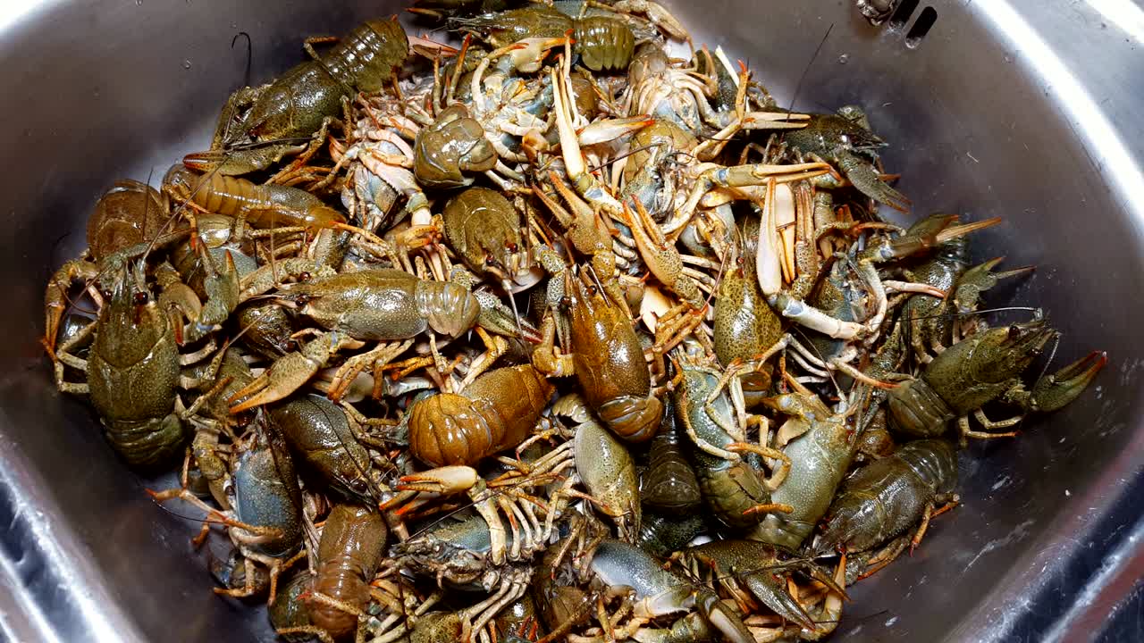 el cangrejo de río europeo vivo.