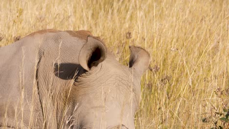 a white rhino lies down in the south african savannah and turns both ears to scan the area for danger