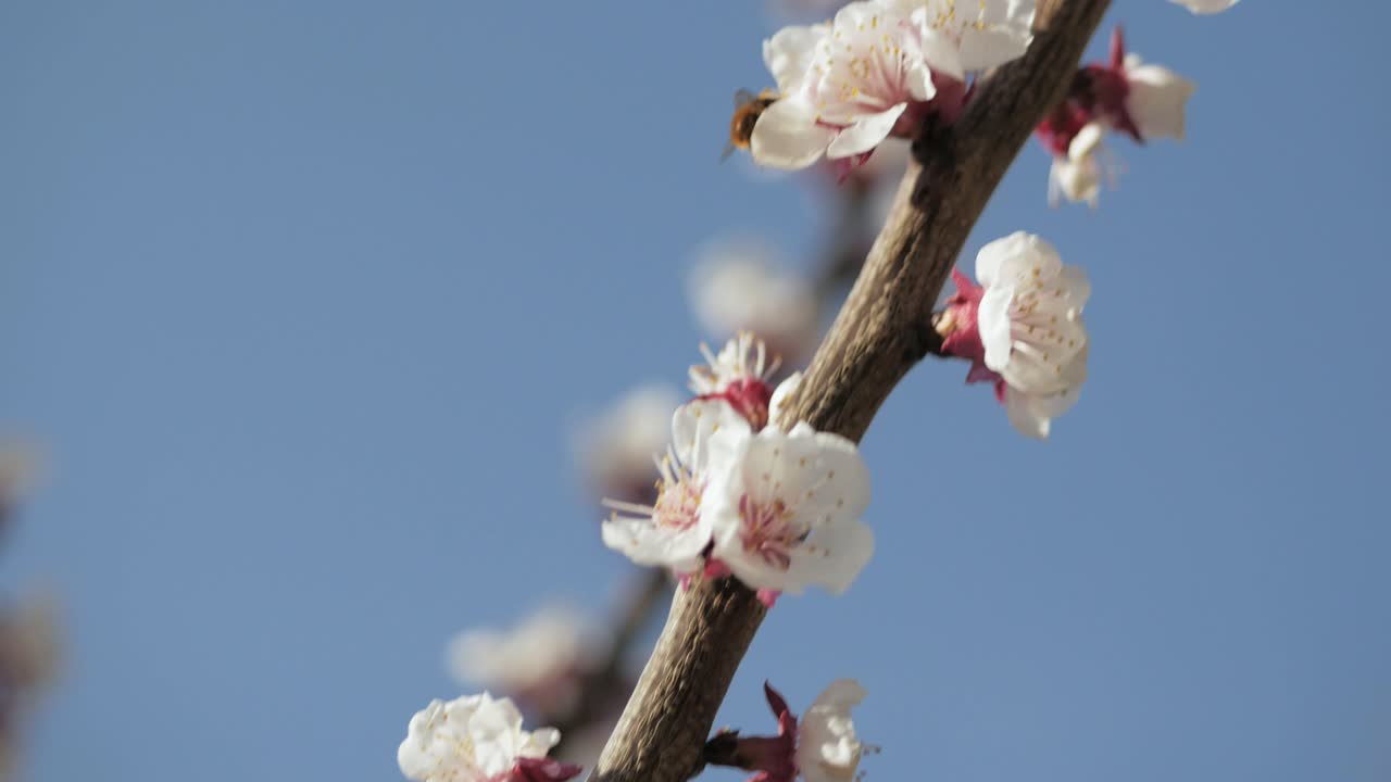 Ape su un fiore di ciliegio che raccoglie nettare e polline passando di fiore in fiore con cielo azzurro