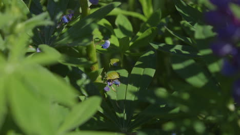 Invasive,-non-native-stinkbugs-on-leaves-in-Pacific-Northwest-backyard