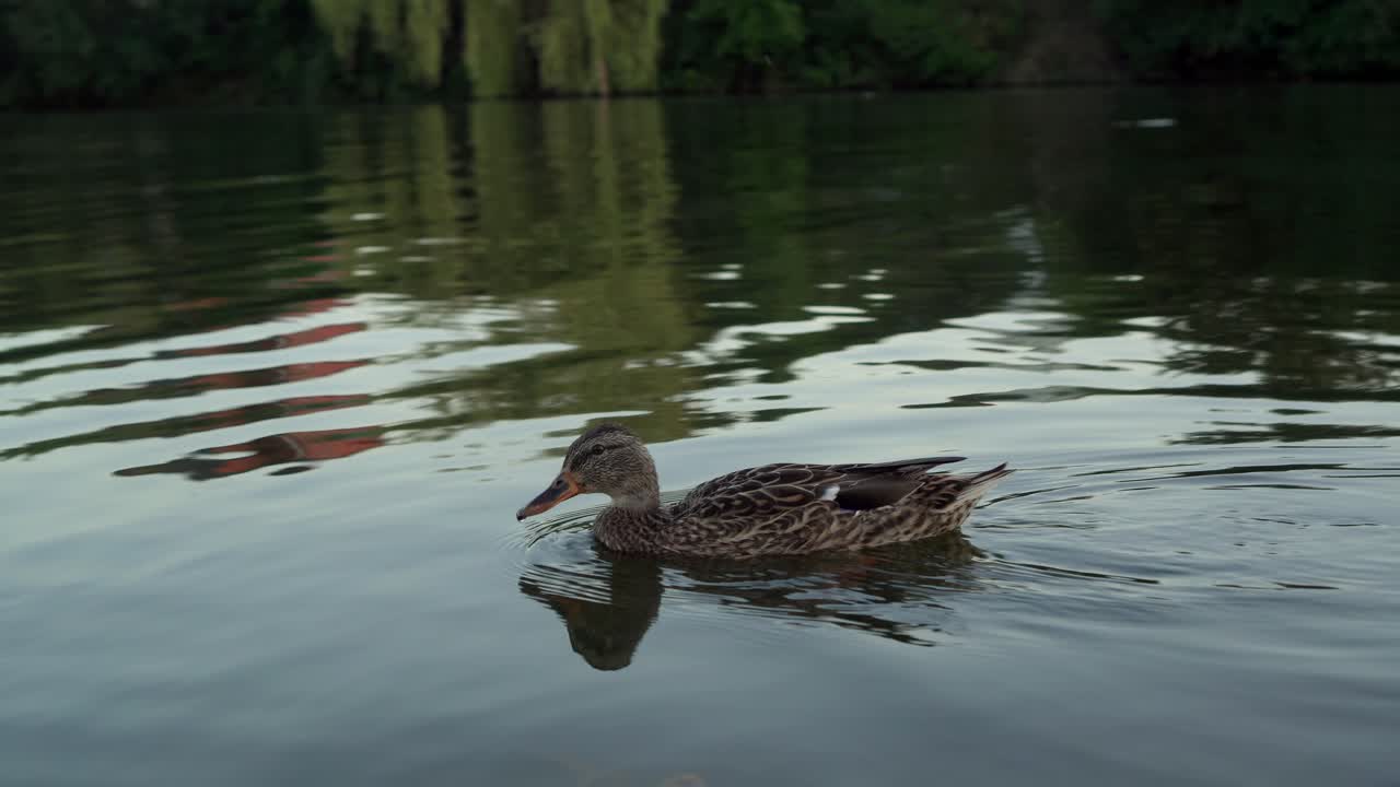 Anatre selvatiche nuotano sul lago di sera 03