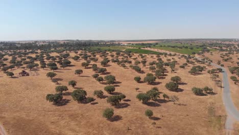 Luftaufnahme-Einsamer-Bäume-Aus-Der-Vogelperspektive-Bei-Hitze-Und-Blauem-Himmel-In-Beja,-Portugal