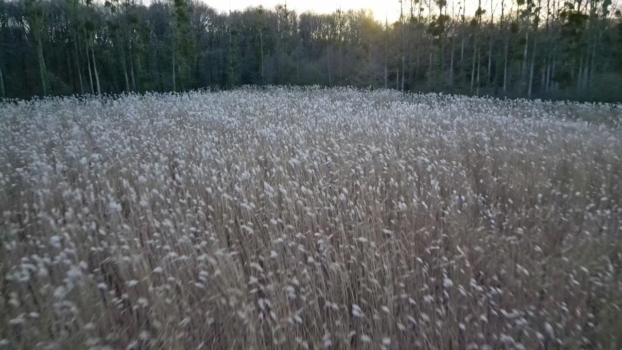 vuela sobre las espigas de trigo balanceándose suavemente en el viento