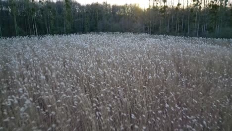 Fliegen-Sie-über-Weizenähren,-Die-Sanft-Im-Wind-Schwanken