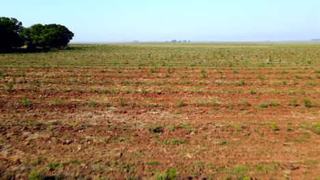 Aerial-view-of-reforestation-farmland