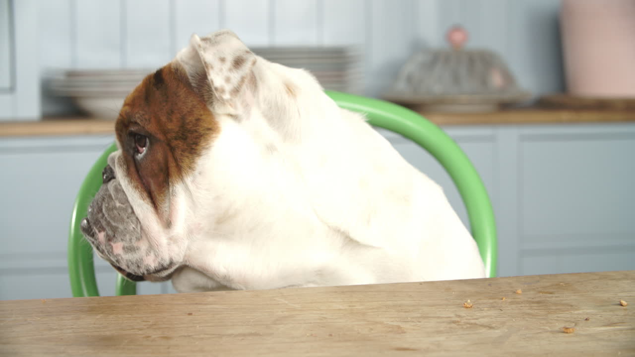 un bulldog británico de aspecto triste sentado en la mesa de la cocina