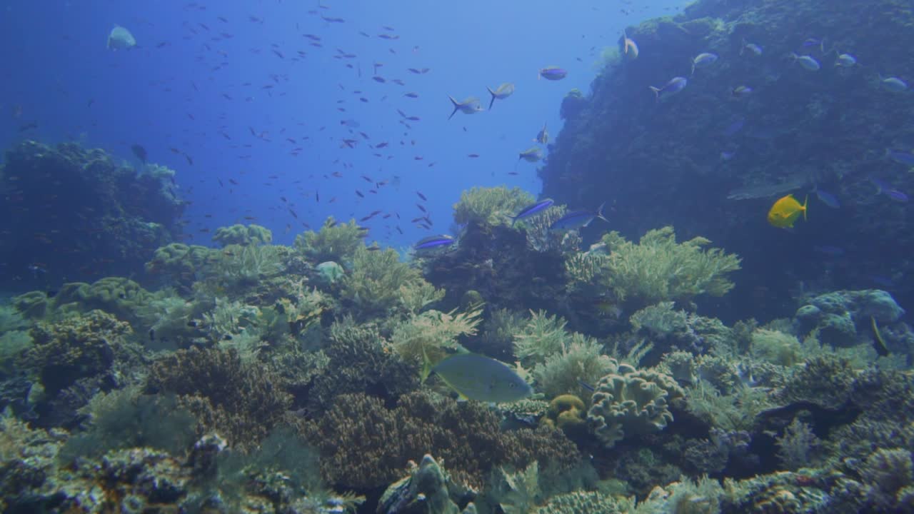 La vita quotidiana di una barriera corallina in Indonesia