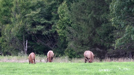 Some-elk-grazing-in-a-pasture-in-the-evening-light-with-the-pine-forest-in-the-background