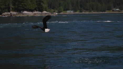 Ein-Adler-Fliegt-In-British-Columbia,-Kanada,-über-Den-Ozean-Und-Sucht-Nach-Fischen