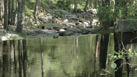 Un-Muelle-Real-Parado-Solo-En-El-Estanque-De-Un-Río