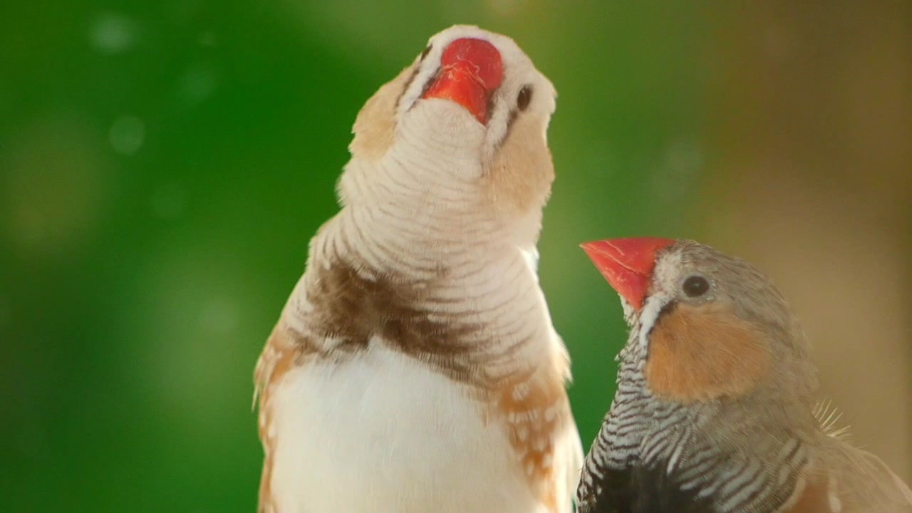 Two Zebra Finches Perching and Looking Around with Red Beaks