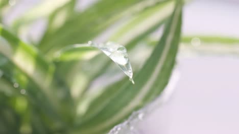 rainwater falling on a green leaf looks beautiful against the green color of the leaf rainwater falling on a green leaf looks beautiful against the green color of the leaf slow motion
