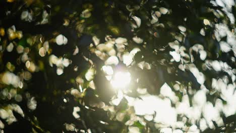 luz solar a través de las hojas