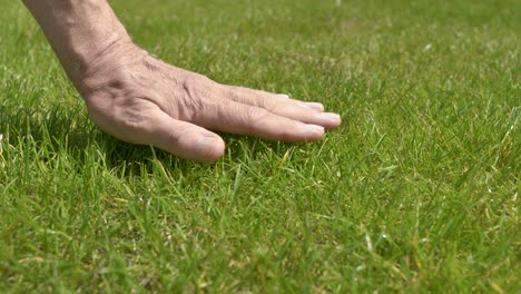 a man's hand carefully touches the trimmed green grass, illuminated by the sun