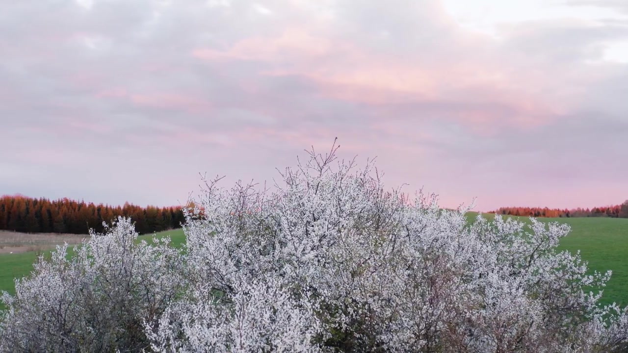 Ripresa aerea con drone in orbita sopra un ciliegio in fiore bianco annidato su montagne verdi in un paesaggio rurale. Colori vivaci del tramonto in un cielo nuvoloso.