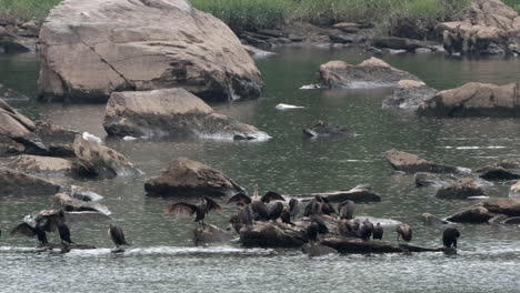 some cormorants sitting on a rock in a river enjoying the rain