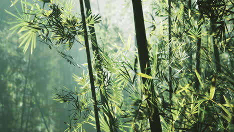 el bosque de bambú brumoso