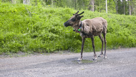 reindeer with clamp around neck drinks from puddle on gravel road