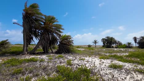 Oasis-tropical-landscape-with-palms-trees-dates,-pan-right-cayo-de-agua-island,-Los-Roques