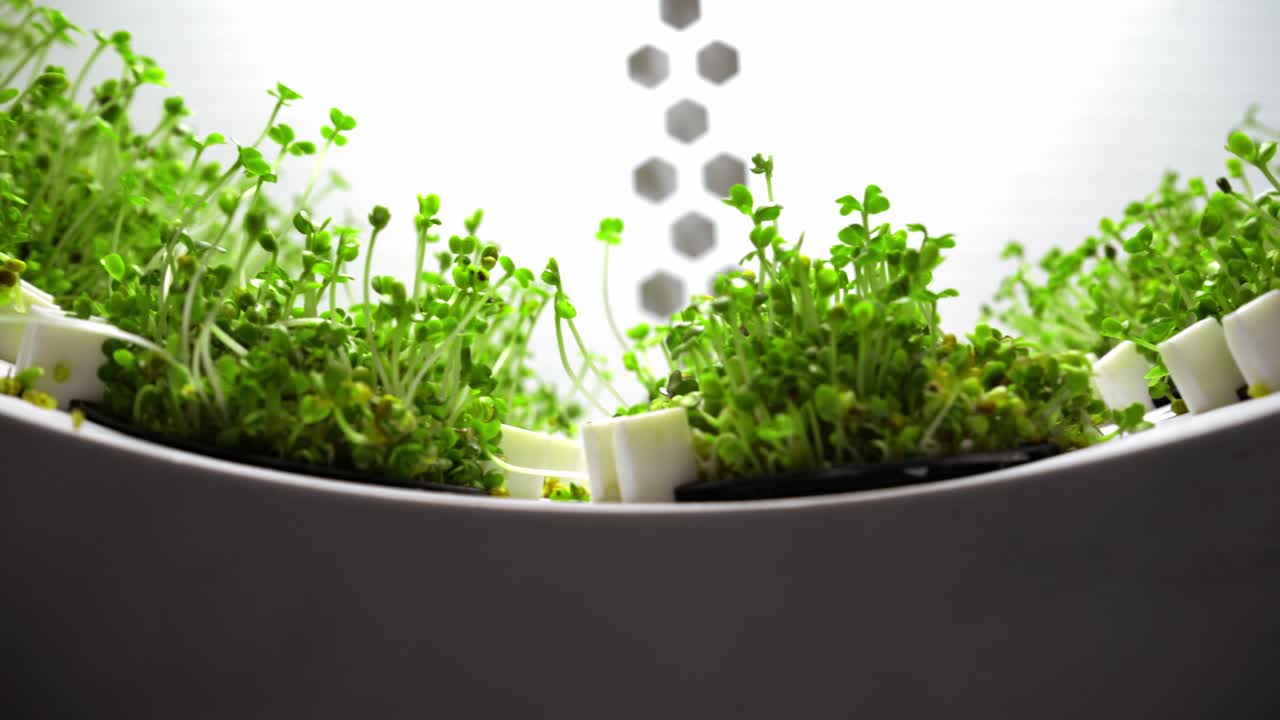 수확 시스템에서 자라는 마이크로 그린의 근접 사진