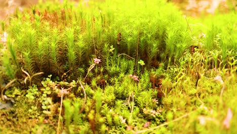 close-up of lush moss and tiny flowers