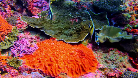 stunning beauty of a moorish idol fish as it swims over a vibrant and colorful tropical coral reef.