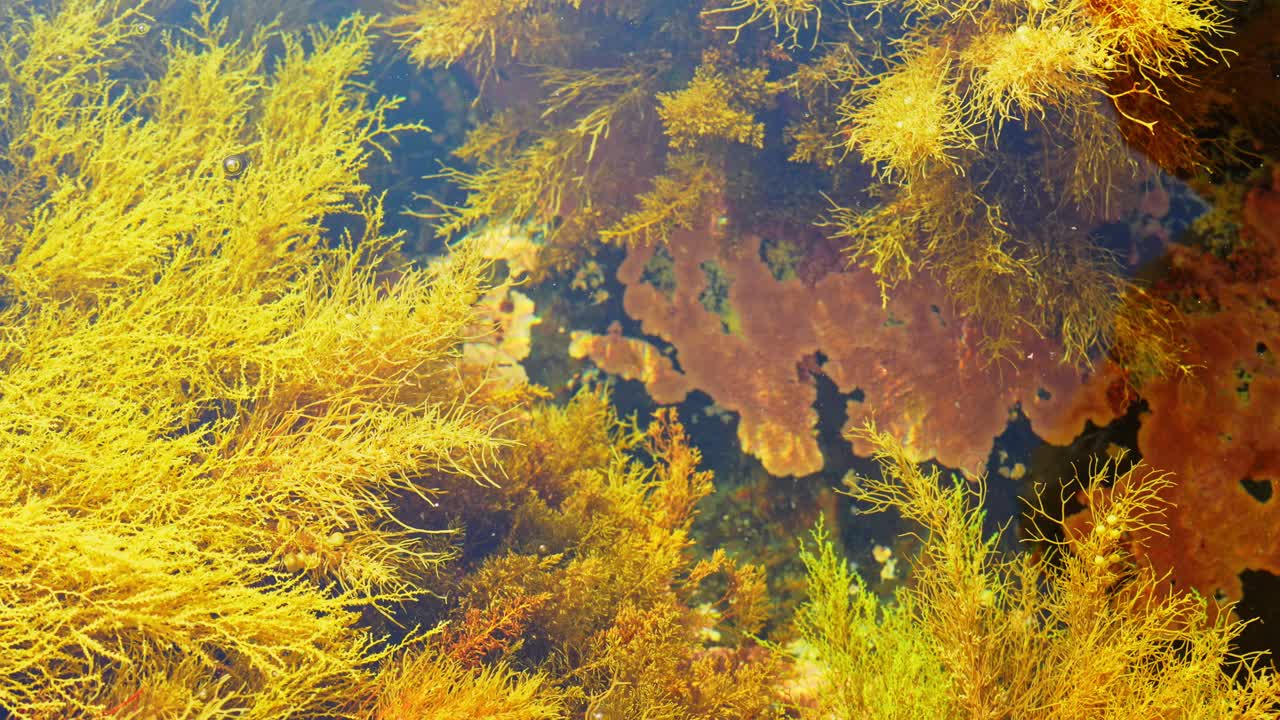 Cystoseira barbata underwater landscape, yellow bushes algae, calm still water