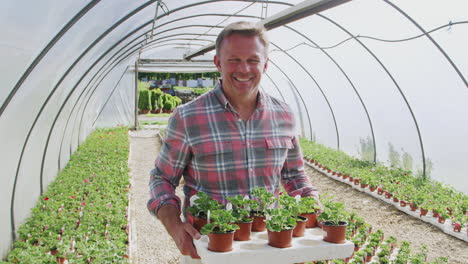 portrait of mature male owner of garden center holding tray of plants in greenhouse