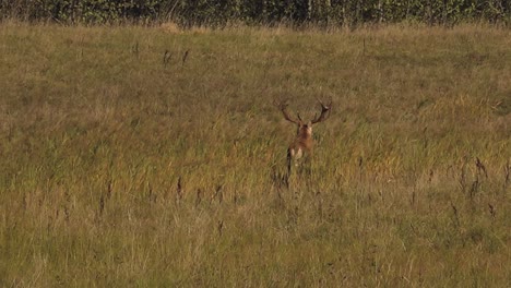 Wild-deer-garden-in-autumn