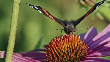 Macro-Shot-Of-Red-Admiral-Feeding-On-Purple-Coneflower-In-The-Garden