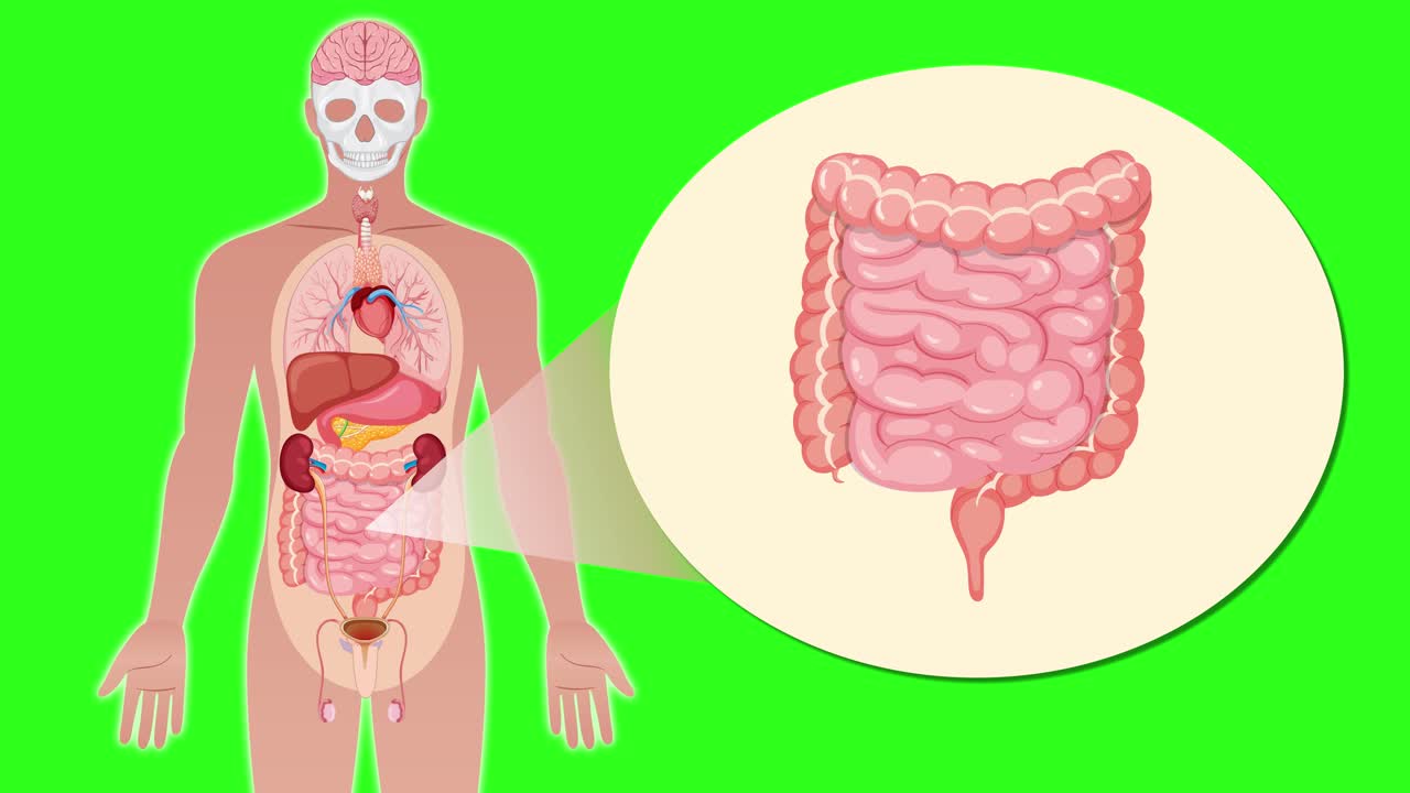 Animated sequence zooms from full human figure to internal organs, focusing on intestines with a spotlight effect and anatomical illustration, set against a chroma key background