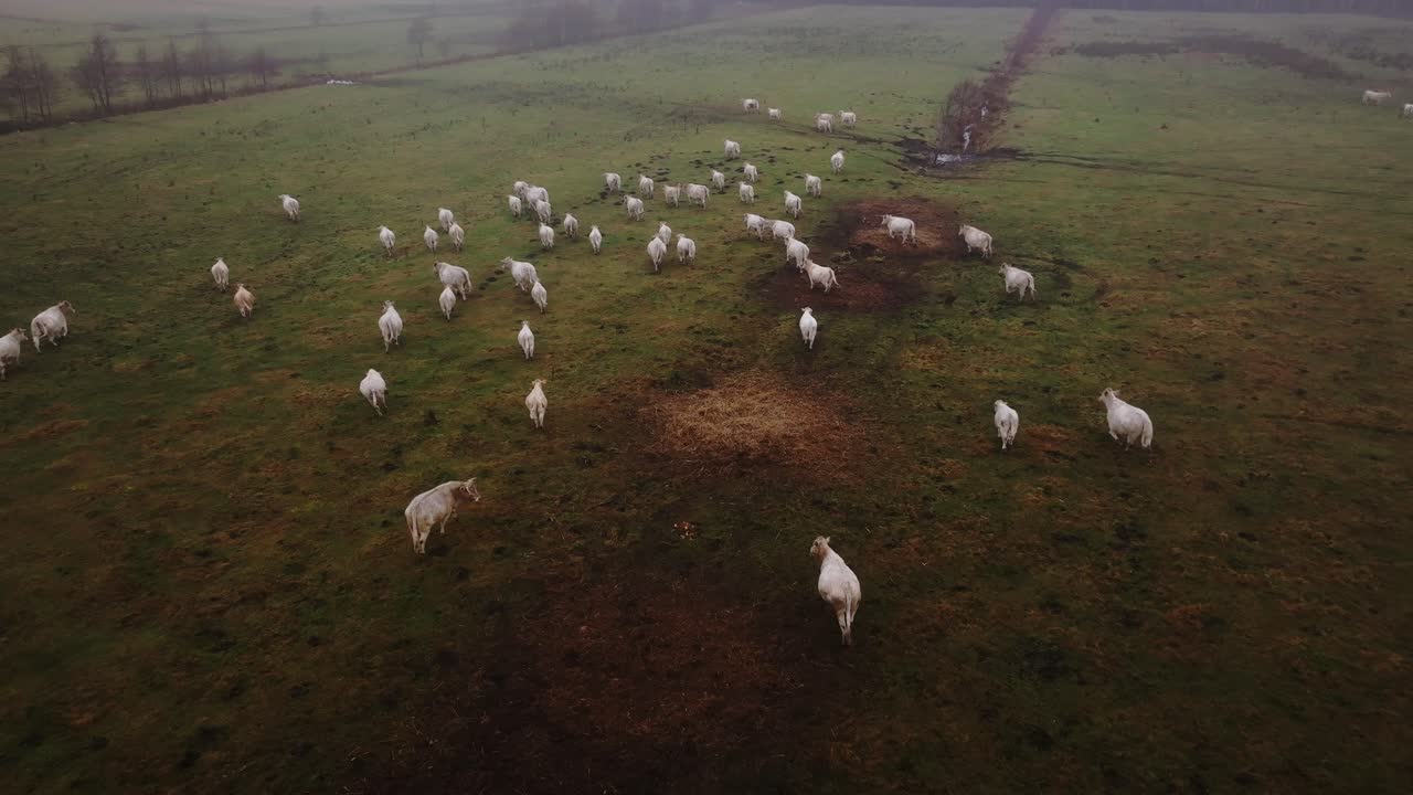Running cows cross dark wet pasture during autumn in Latvia under cloudy skies