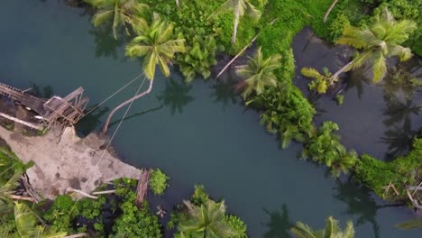 Bent-leaning-coconut-palm-tree-at-Maasin-river-with-diving-board-and-rope-swing-on-Siargao-Island,-Philippines