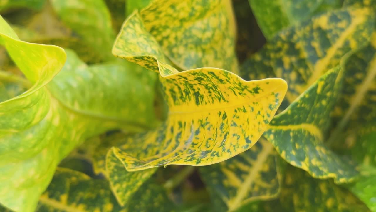 Macro shot of Gold Dust Croton leaves, showcasing their vibrant yellow and green variegation with the central leaf being the main focus, displaying a beautiful mix of yellow and green hues