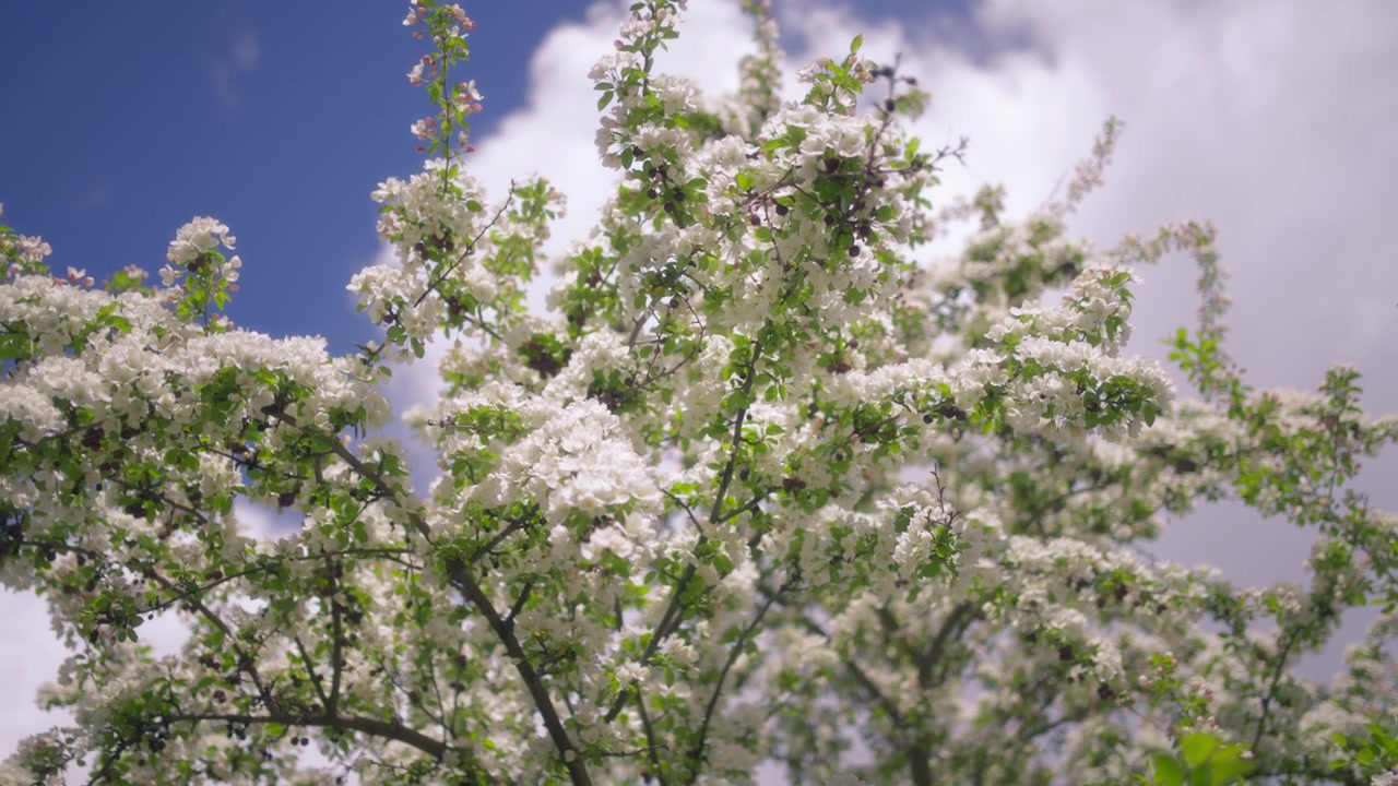 Apple trees blooming with white flowers in spring