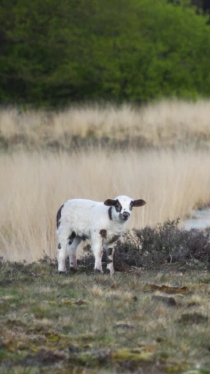 들판 에 있는 어린 양 들
